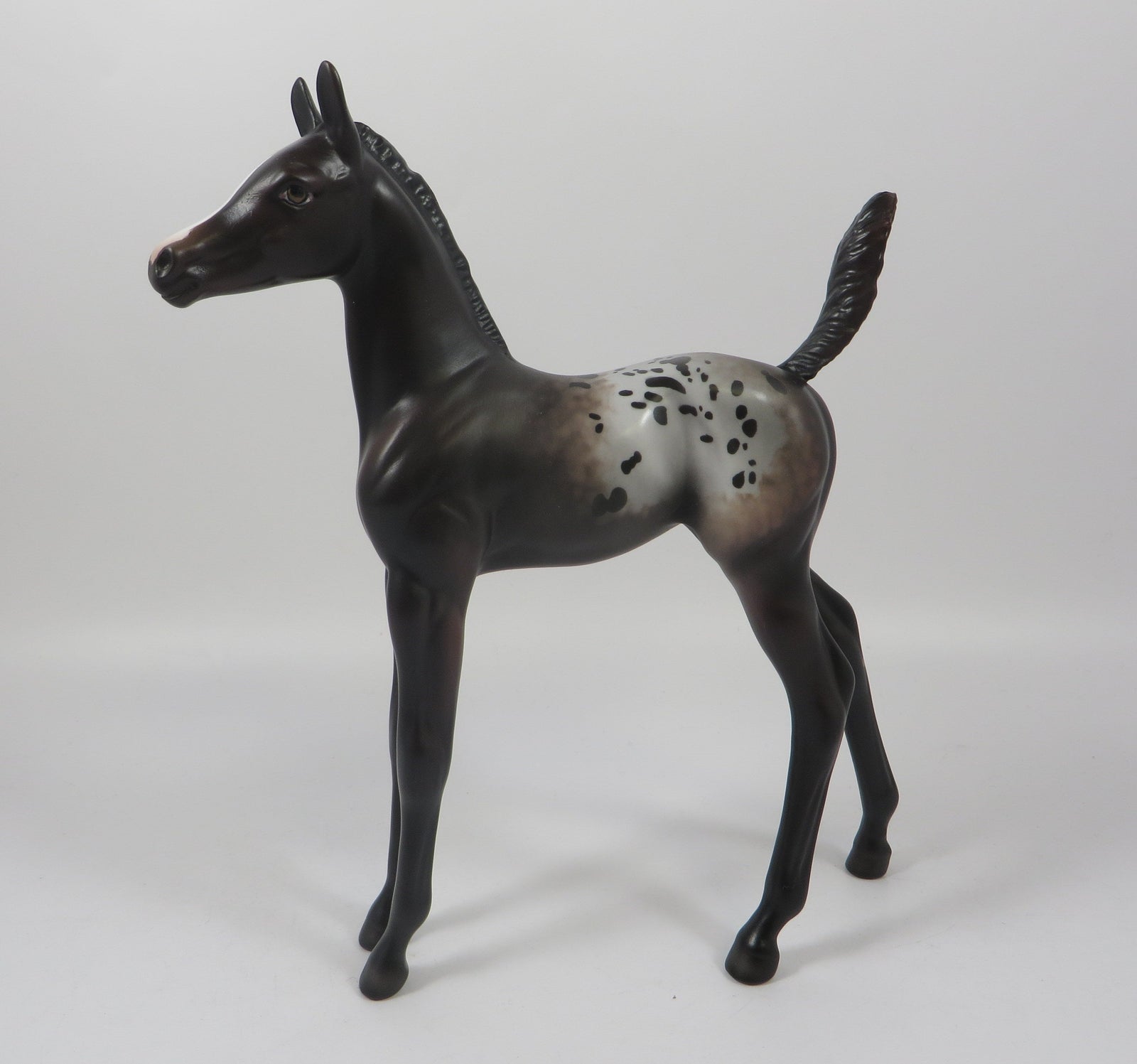 FOXY SPOTS - OOAK BAY APPALOOSA FOAL BY MISSY FOX 8/1/19