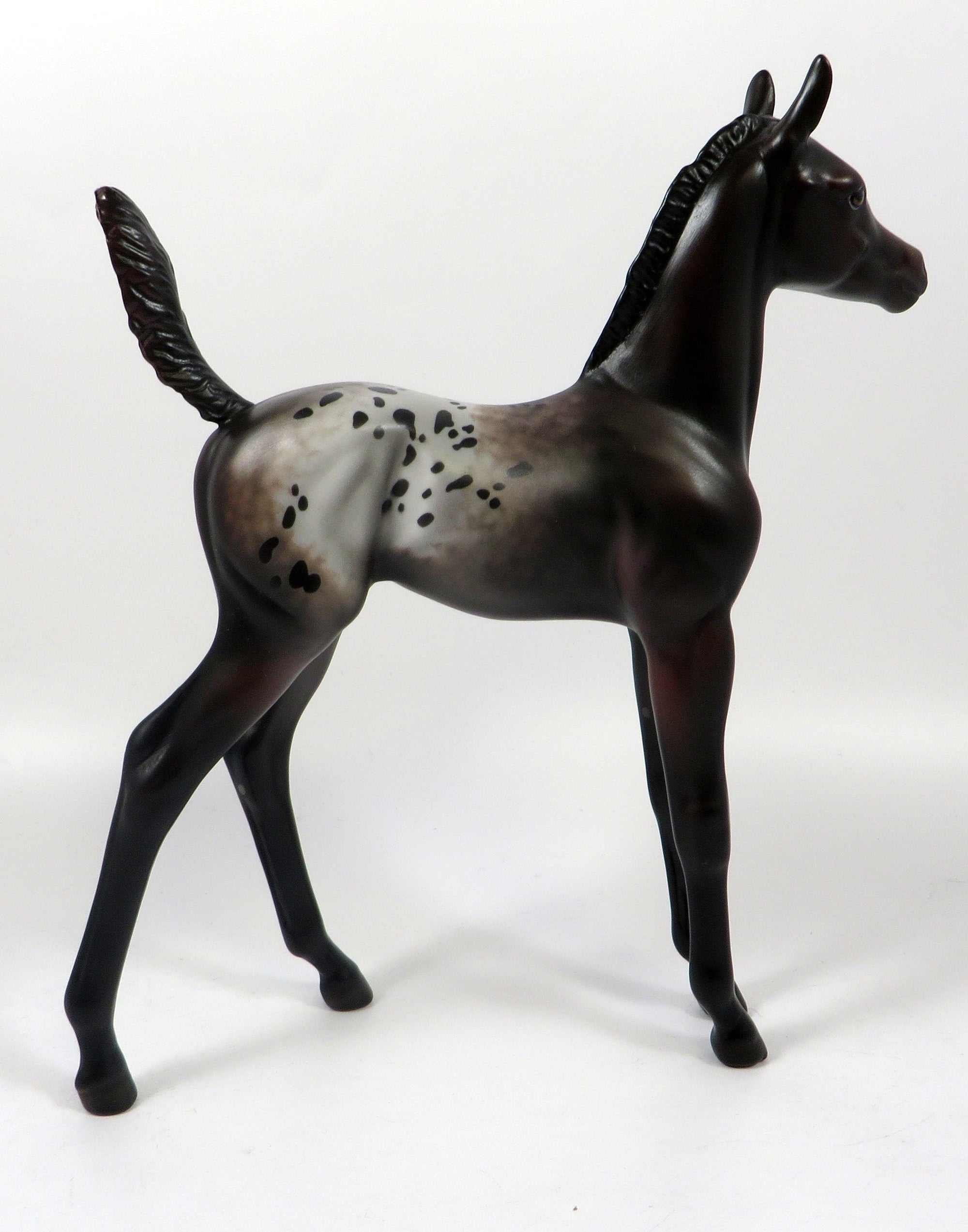 FOXY SPOTS - OOAK BAY APPALOOSA FOAL BY MISSY FOX 8/1/19