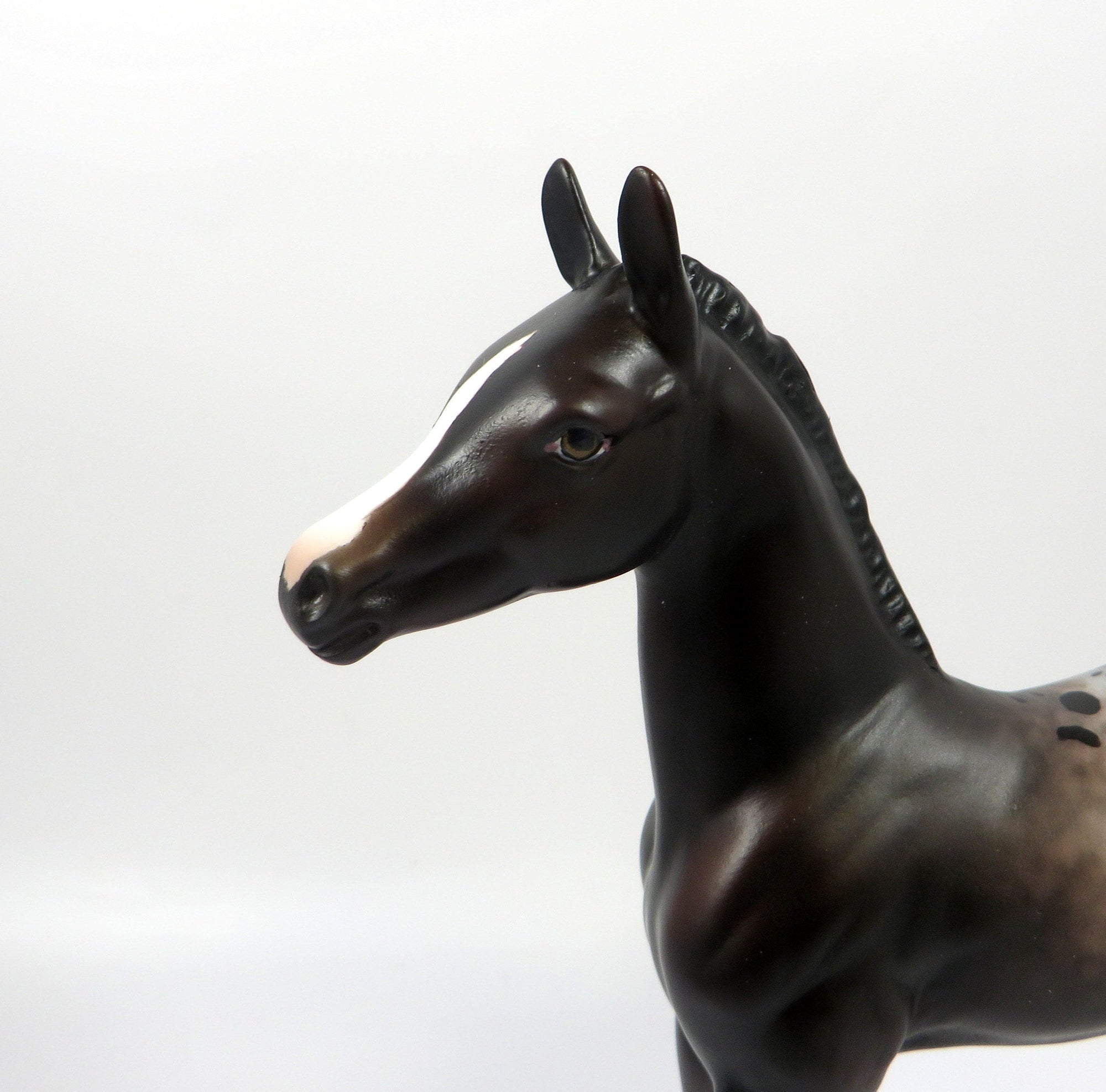 FOXY SPOTS - OOAK BAY APPALOOSA FOAL BY MISSY FOX 8/1/19