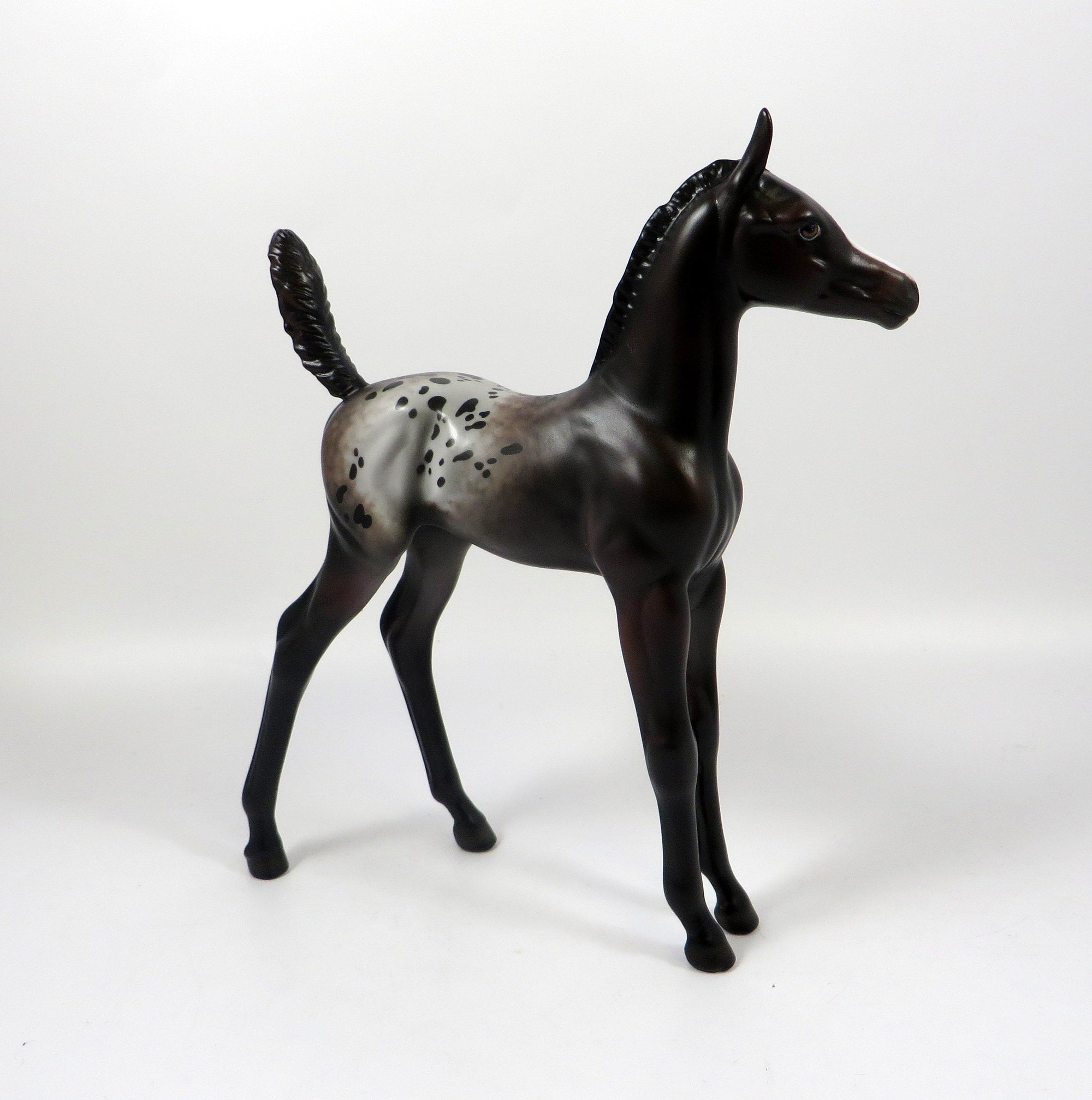 FOXY SPOTS - OOAK BAY APPALOOSA FOAL BY MISSY FOX 8/1/19