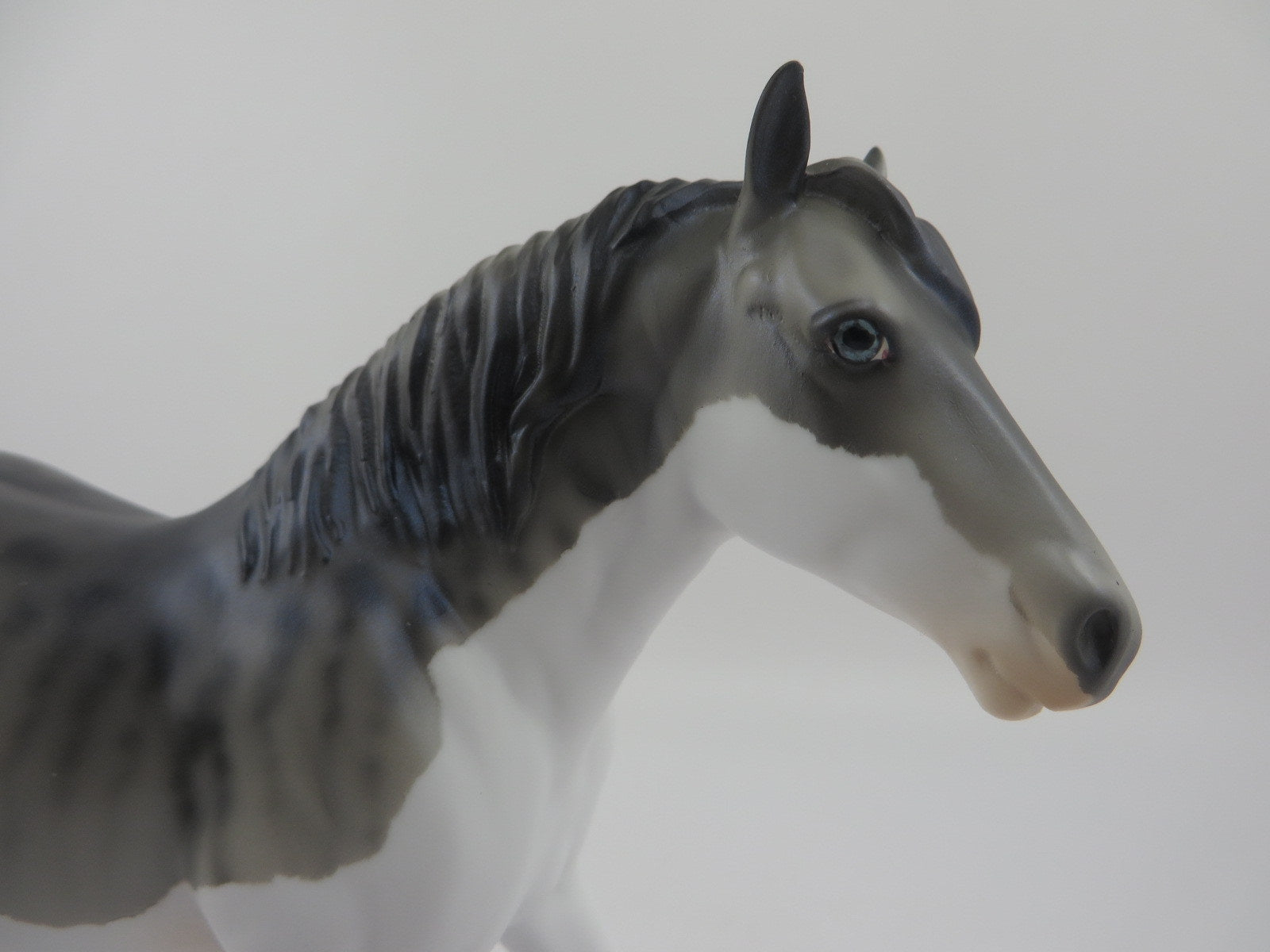 JR. TIGER SHARK PEBBLES DRAFT SHARK WEEK 8/7/20