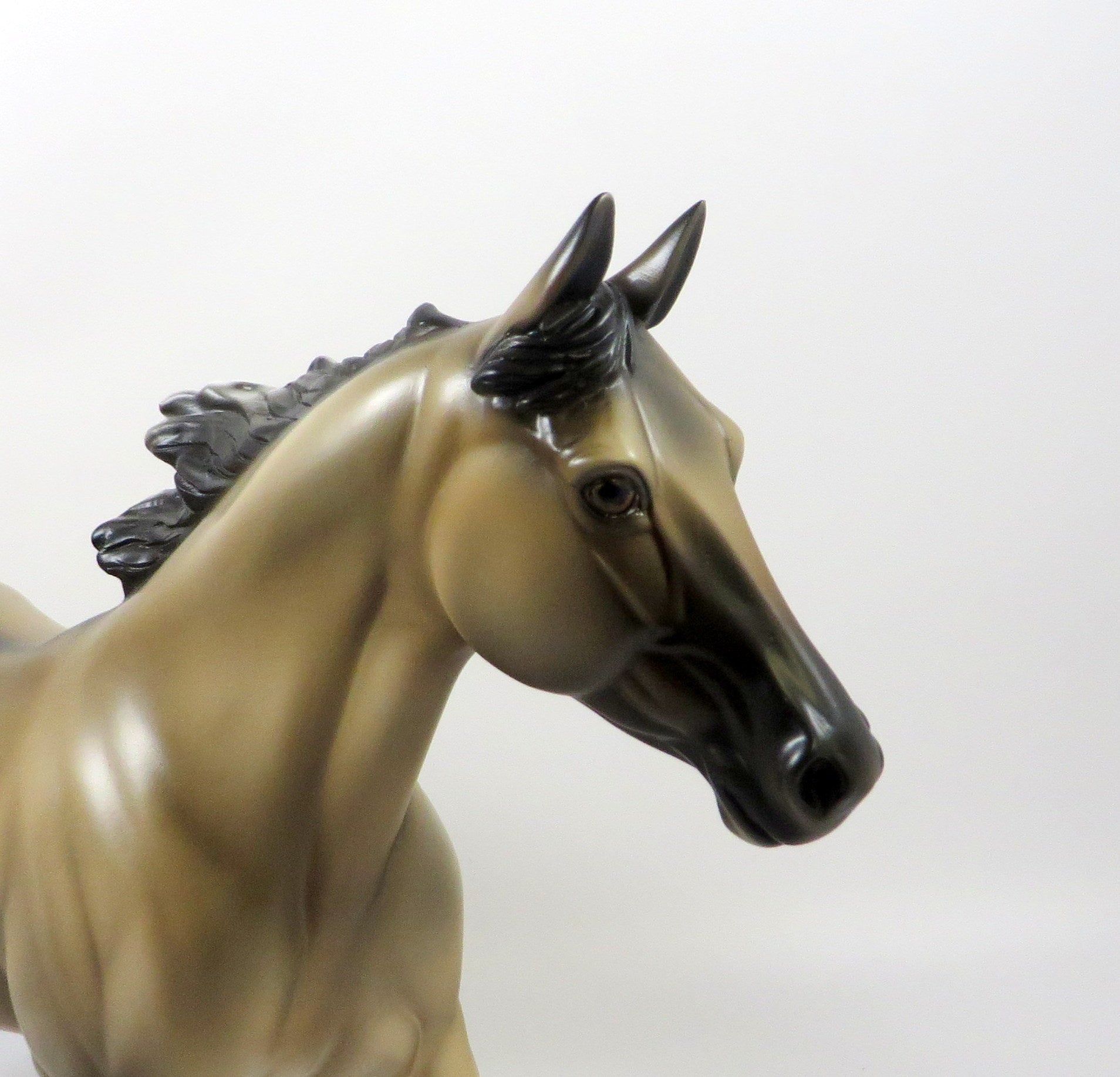 FLAMING HEART-OOAK GRULLA PALOUSE MODEL HORSE 8/5/19