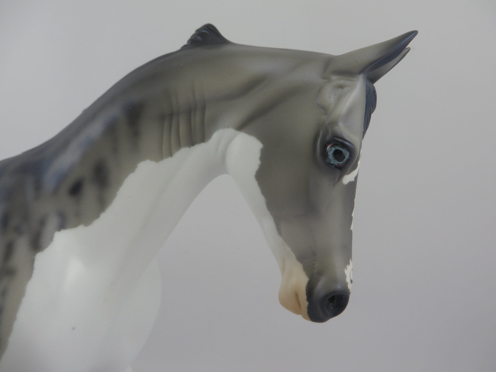 SQUALUS-OOAK TIGER SHARK THOROUGHBRED BY AUDREY DIXON SHARK WEEK 8/7/20