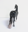 BUCKEYE - OOAK BLACK GOING GREY DAPPLED MORGAN BY JULIE KEIM MW19