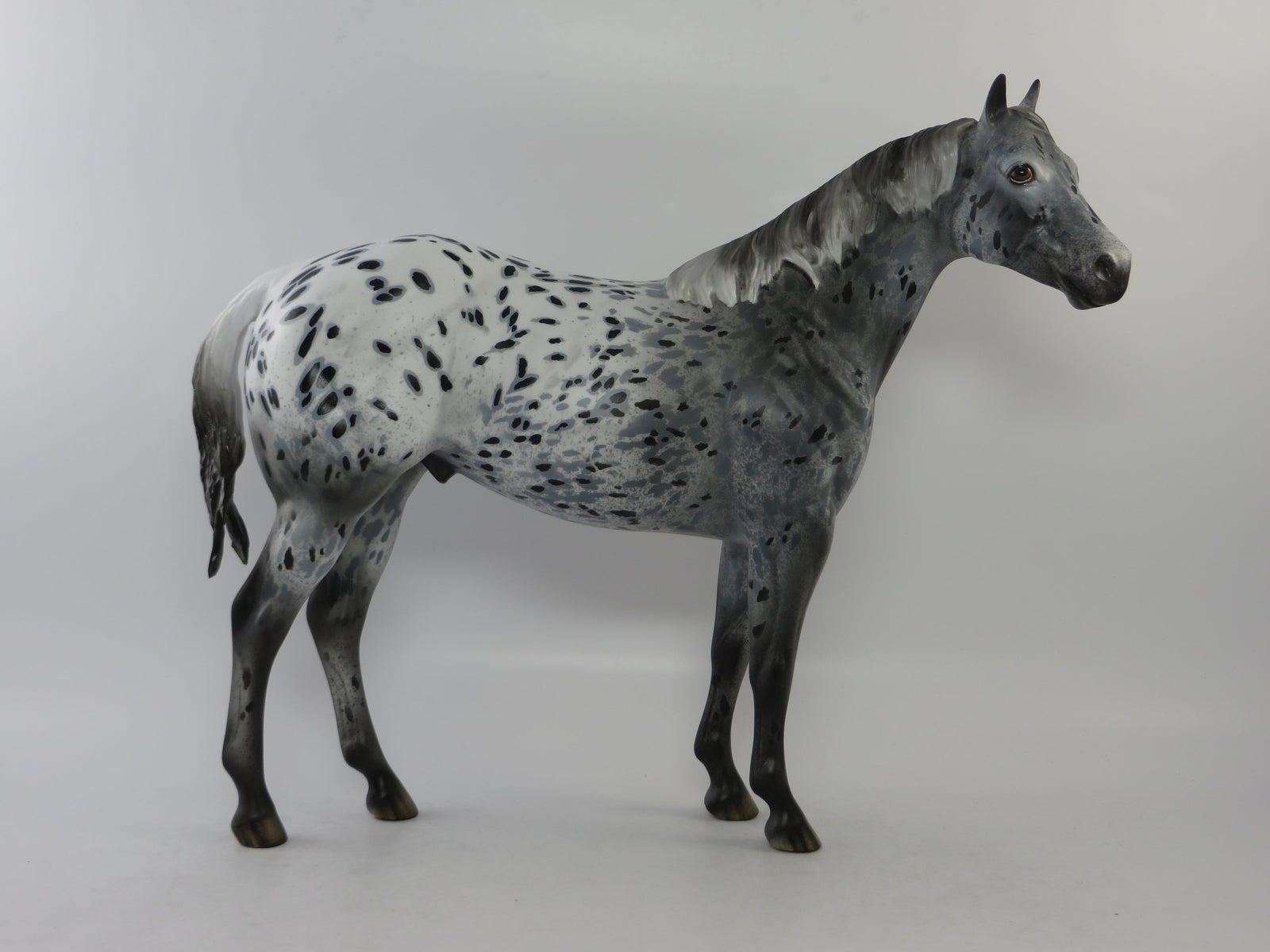 CODY - OOAK BLACK APPALOOSA ISH MODEL HORSE BY DAWN QUICK EQ 2018