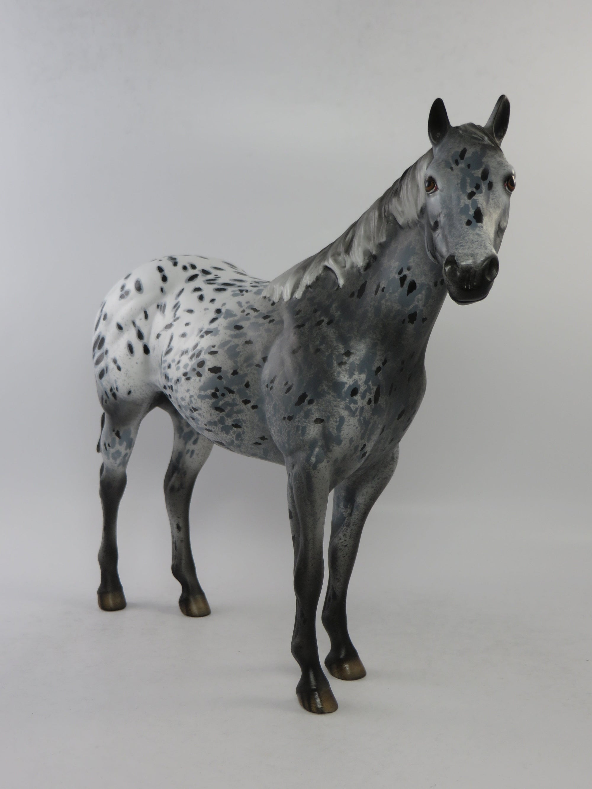 CODY - OOAK BLACK APPALOOSA ISH MODEL HORSE BY DAWN QUICK EQ 2018