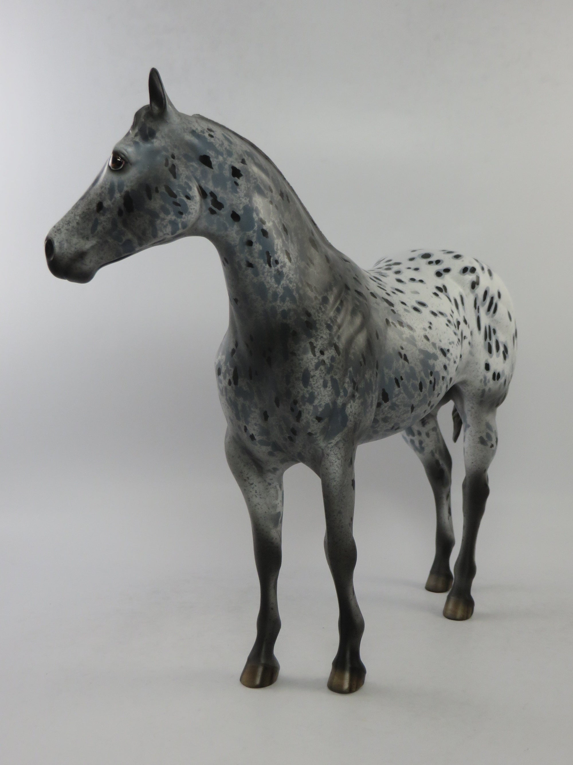 CODY - OOAK BLACK APPALOOSA ISH MODEL HORSE BY DAWN QUICK EQ 2018