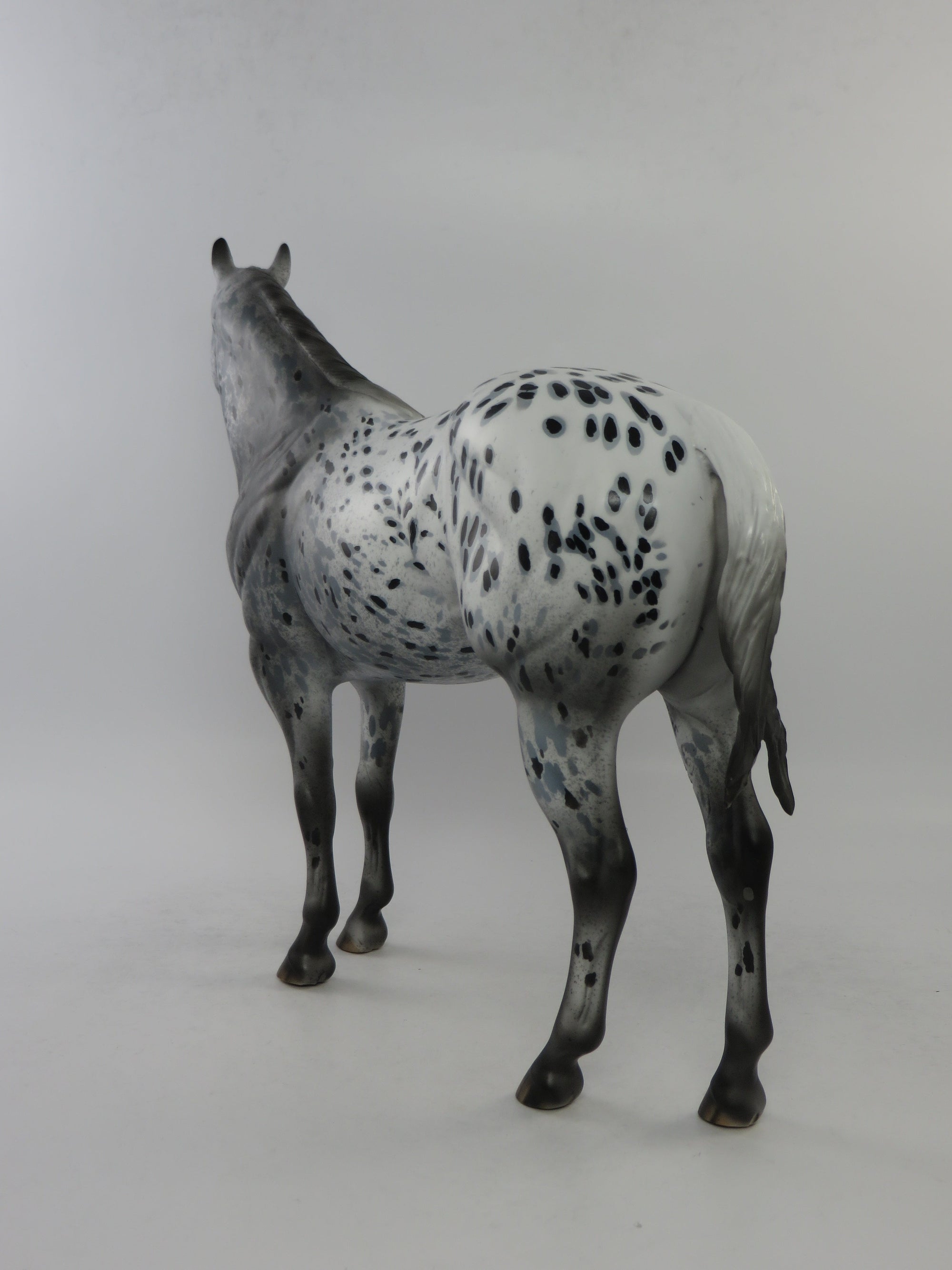 CODY - OOAK BLACK APPALOOSA ISH MODEL HORSE BY DAWN QUICK EQ 2018