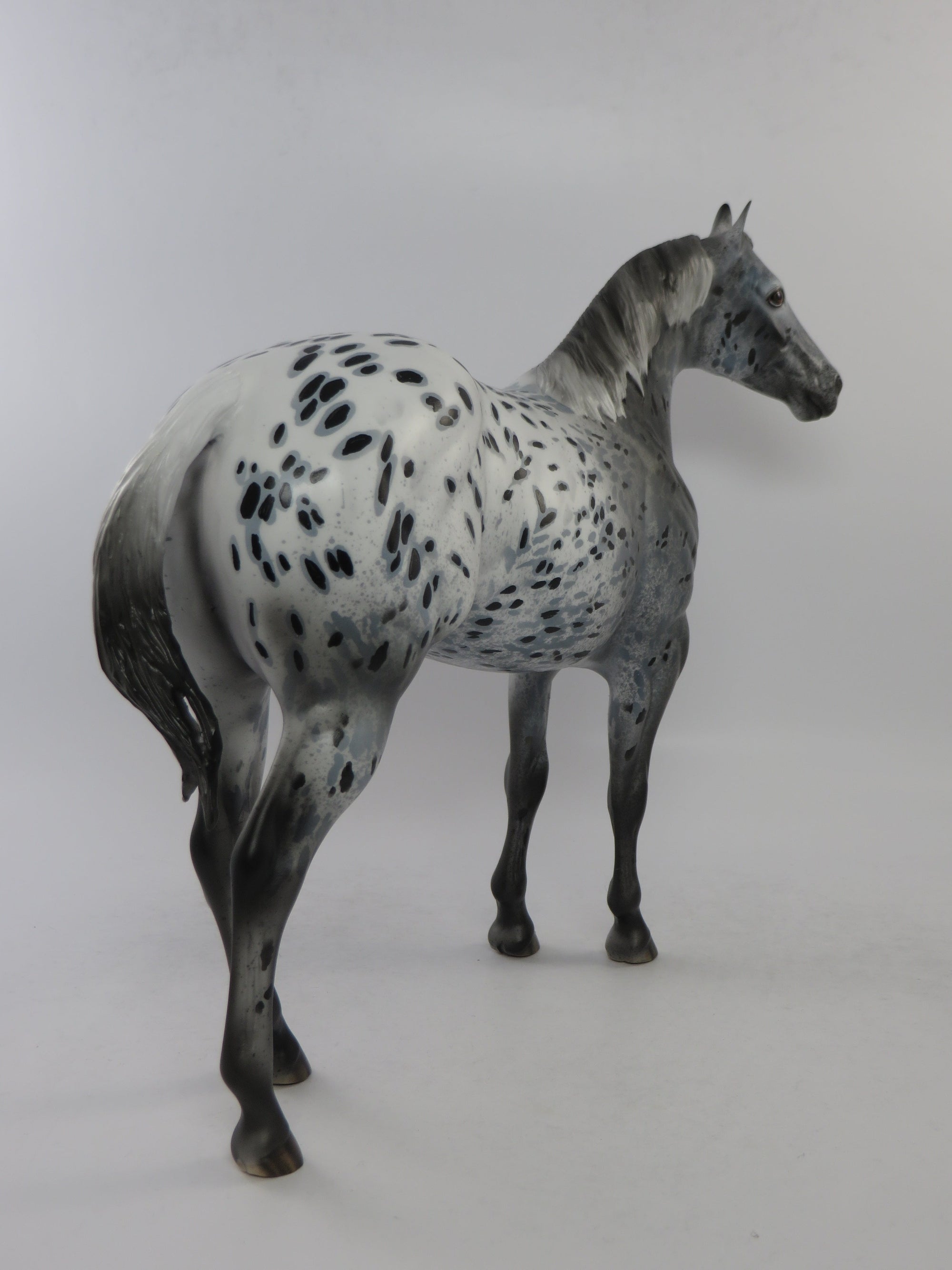 CODY - OOAK BLACK APPALOOSA ISH MODEL HORSE BY DAWN QUICK EQ 2018