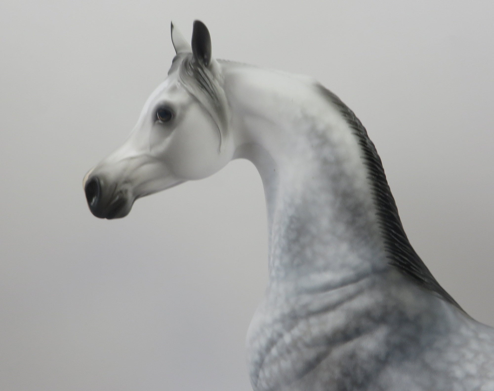 SAY IT AIN&#39;T SO-OOAK STAR DAPPLE GREY ARABIAN BY AUDREY DIXON 8/8/19