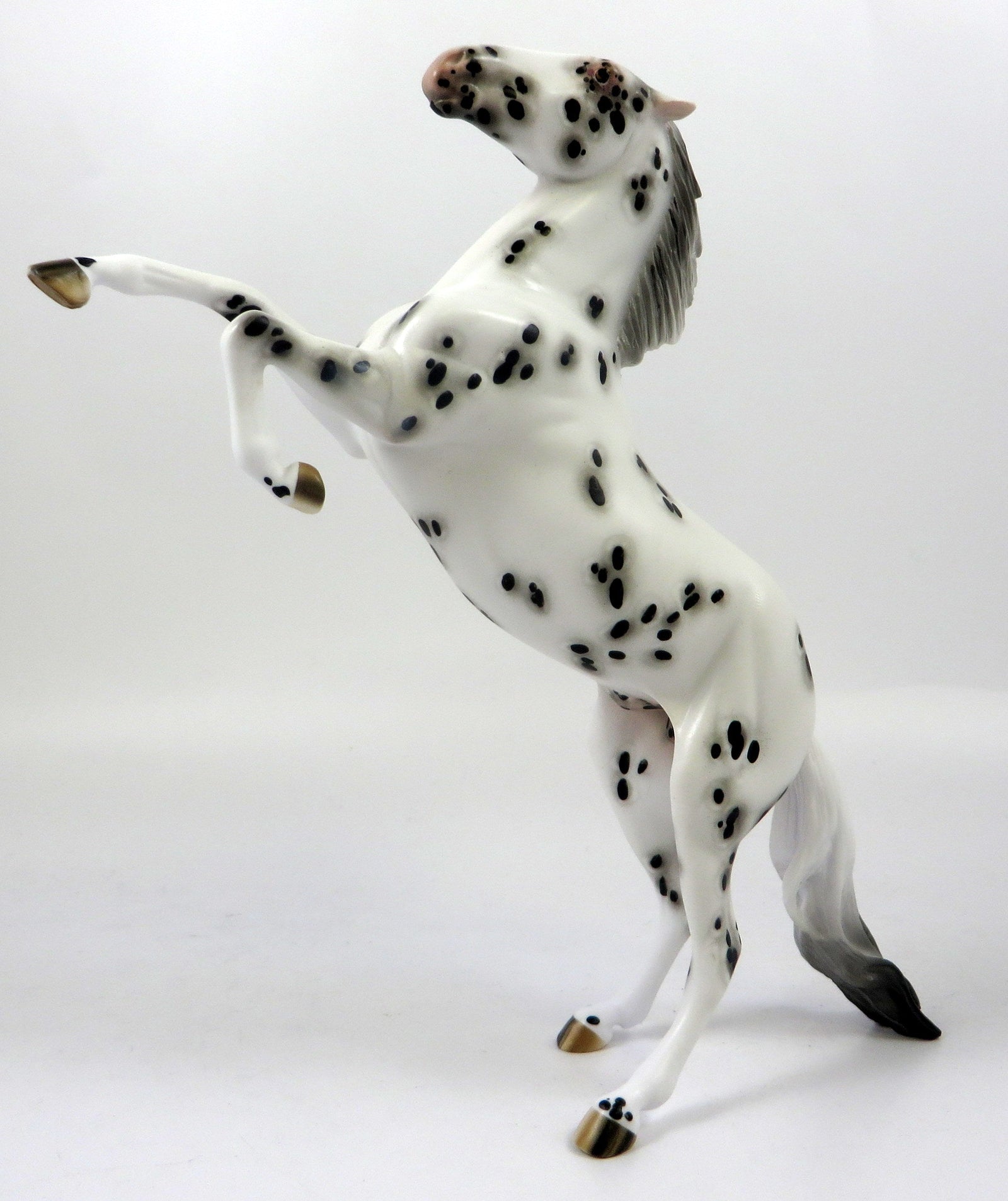 appaloosa