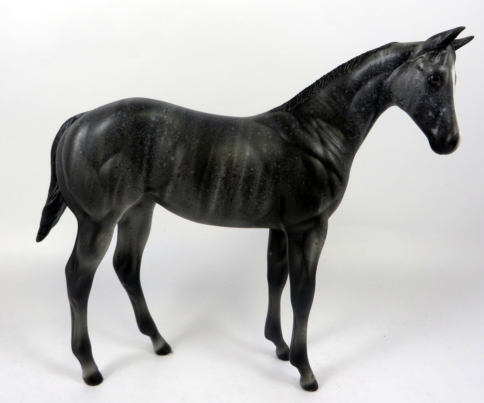 50 SHADES OF GREY-OOAK BRINDLE WEANLING BY AL 8/16/19