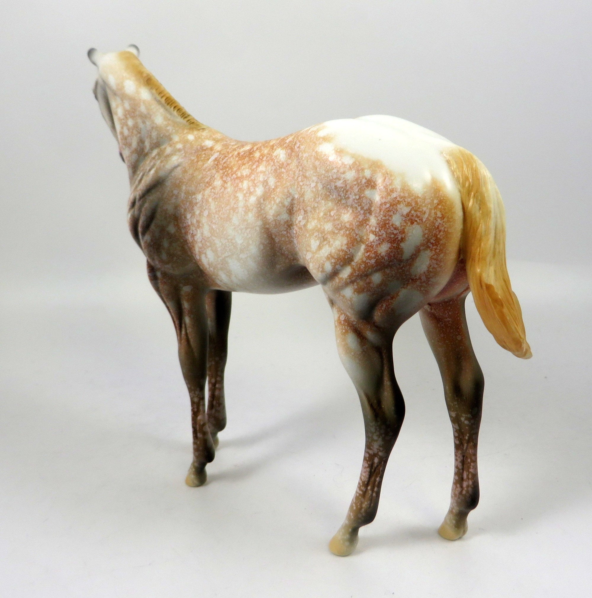 LITTLE COPPER ECHO-OOAK CHESTNUT APPALOOSA WEANLING BY AL 8/16/19