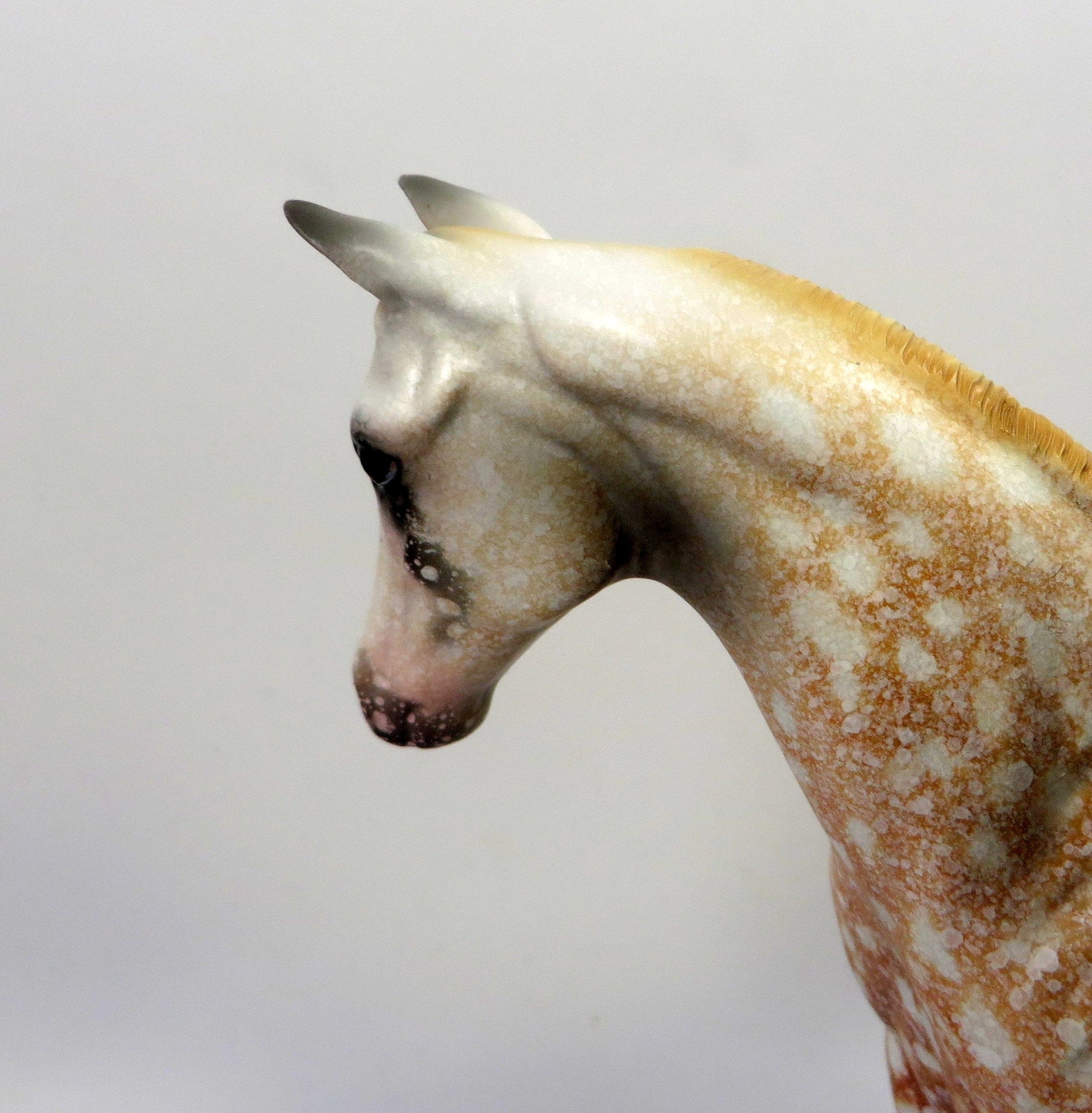 LITTLE COPPER ECHO-OOAK CHESTNUT APPALOOSA WEANLING BY AL 8/16/19