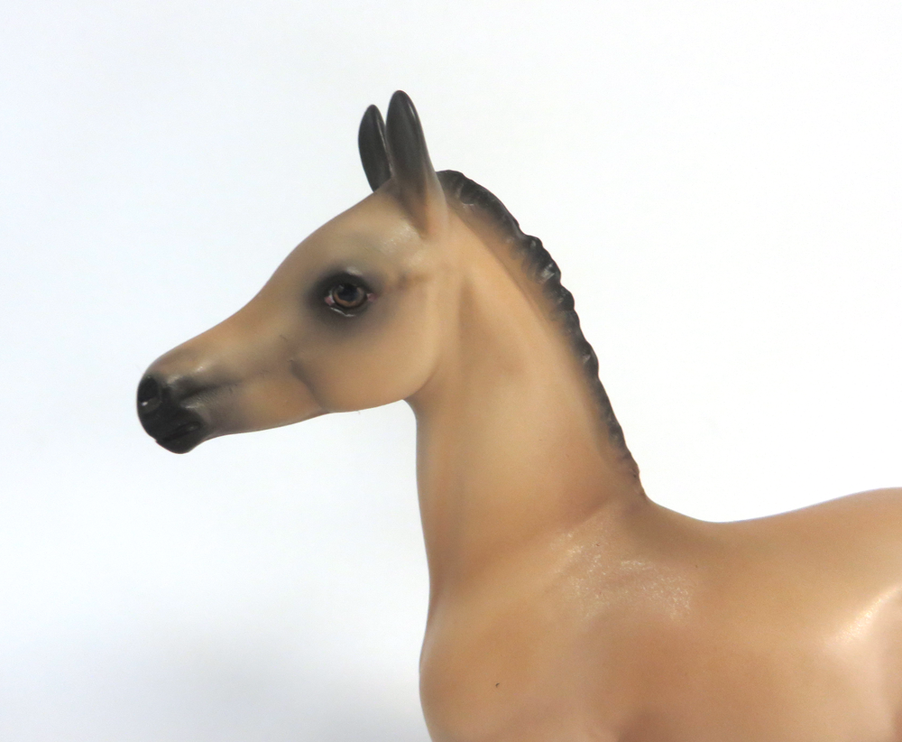 MAPLE STIRRUP- OOAK BUCKSKIN ARABIAN FOAL BY AUDREY DIXON 3-27-19