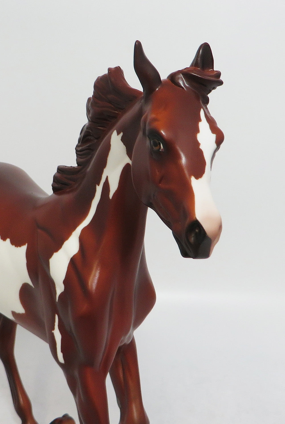 SARAH-LE-7 CHESTNUT PINTO YEARLING EQ 2018