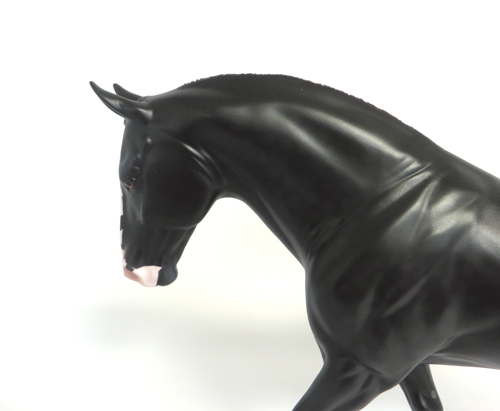 MADRAS- LE-15 DAPPLED BLACK IRISH DRAFT BY AMANDA  HOSTETLER SHCF 19