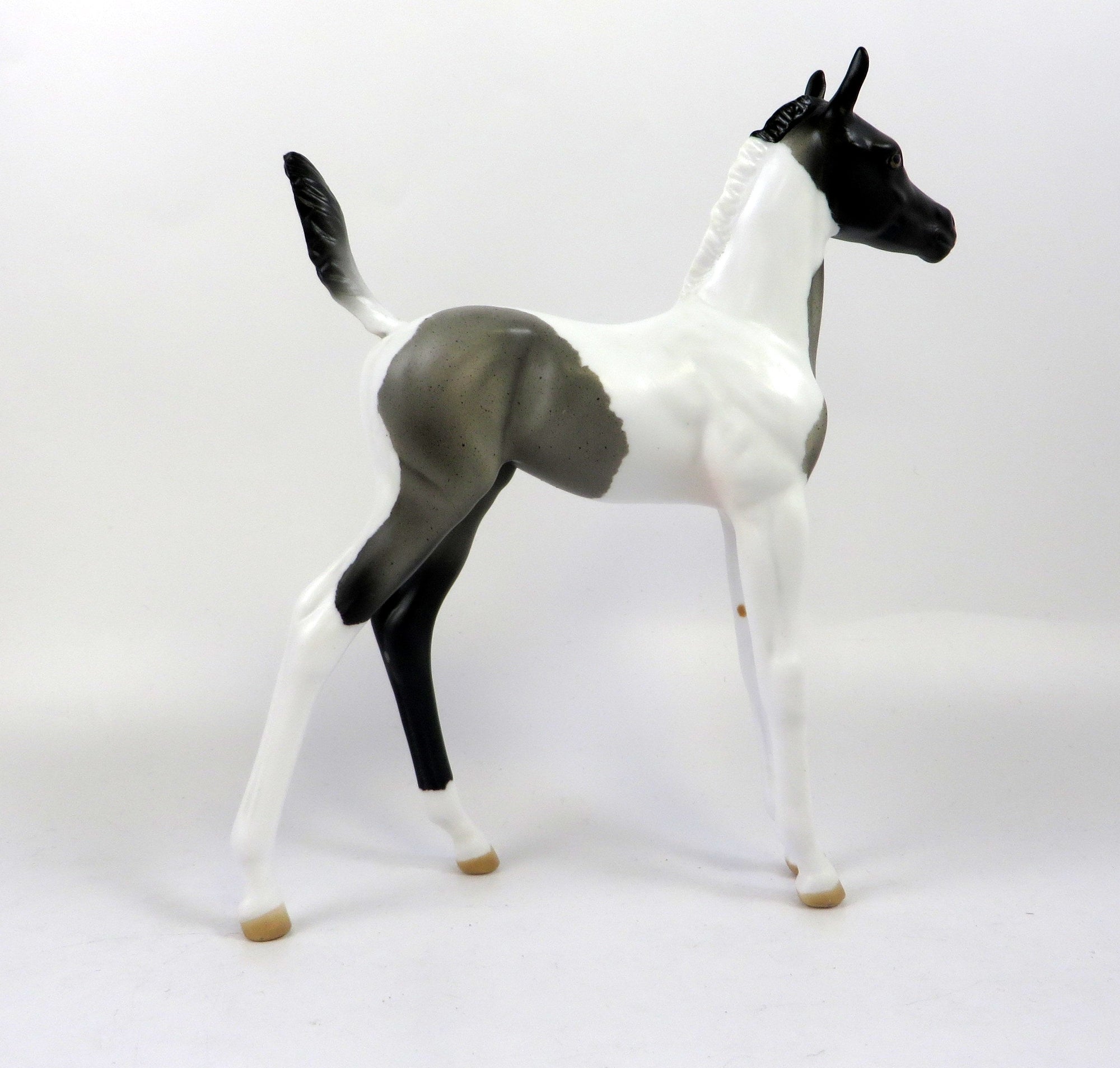 blue roan pinto 