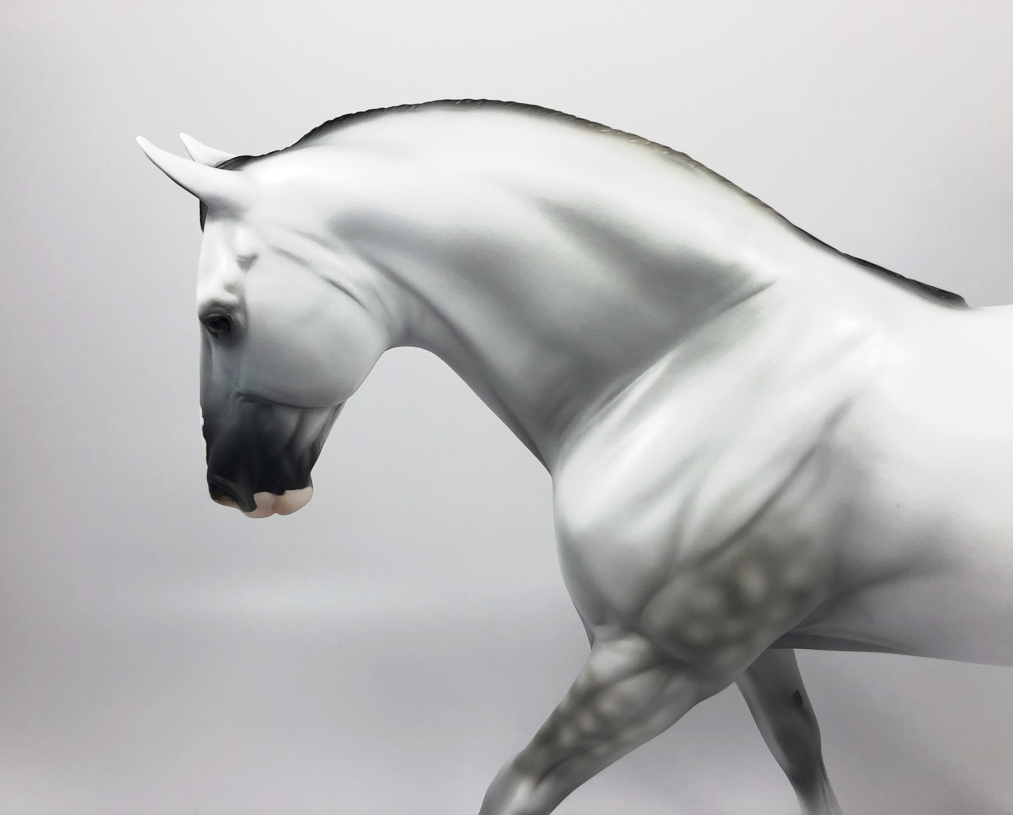 TARTAN-LE-15 DAPPLE GREY IRISH DRAFT MODEL HORSE SHCF 19