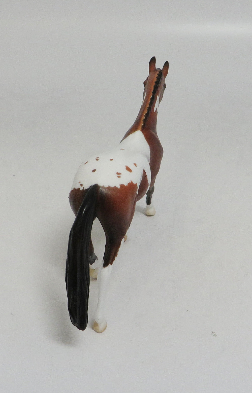 DUSTY MOON- LE6 PINTALOOSA WARMBLOOD CHIP BY AMANDA HOSTETLER LHS 2018