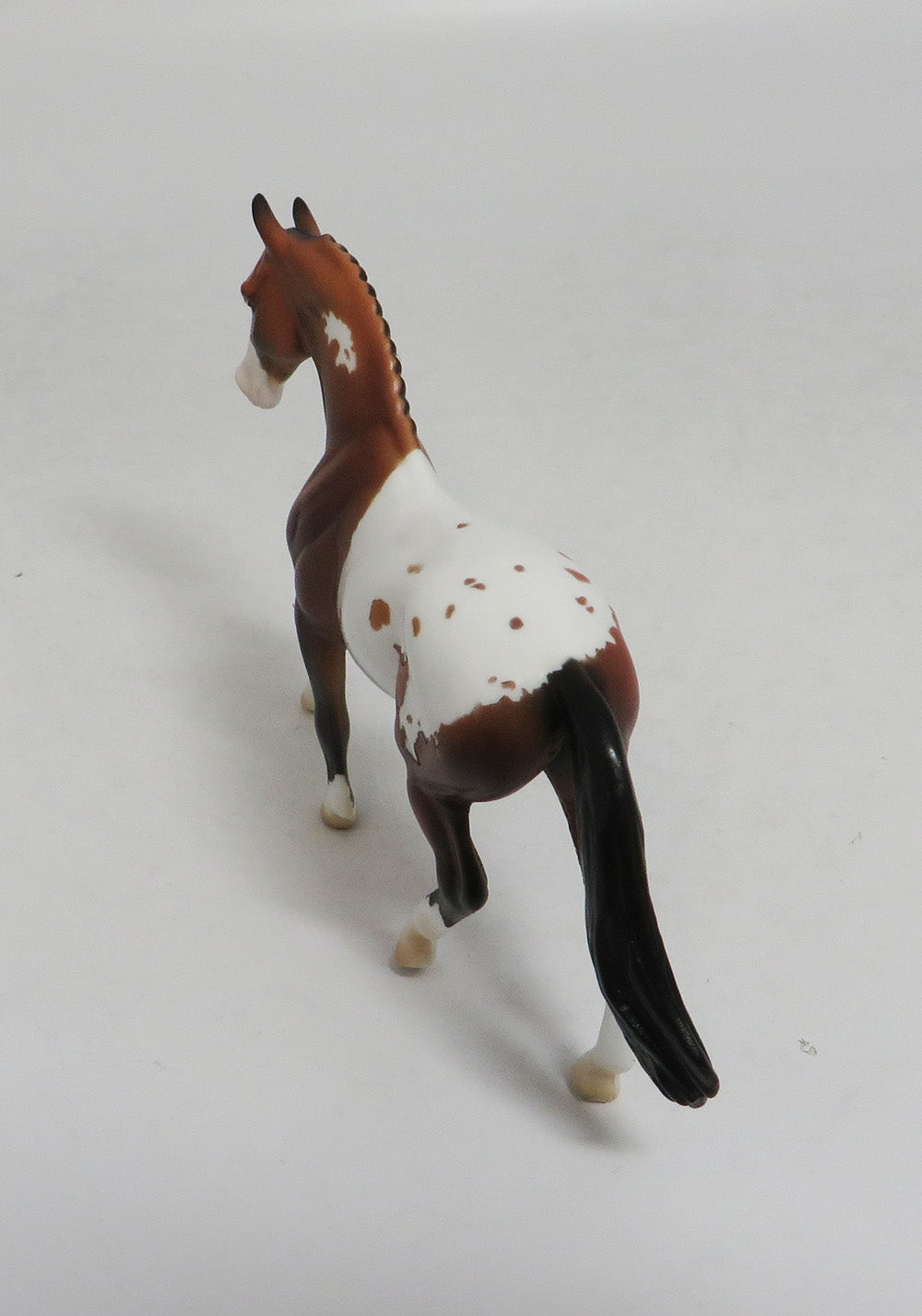 DUSTY MOON- LE6 PINTALOOSA WARMBLOOD CHIP BY AMANDA HOSTETLER LHS 2018