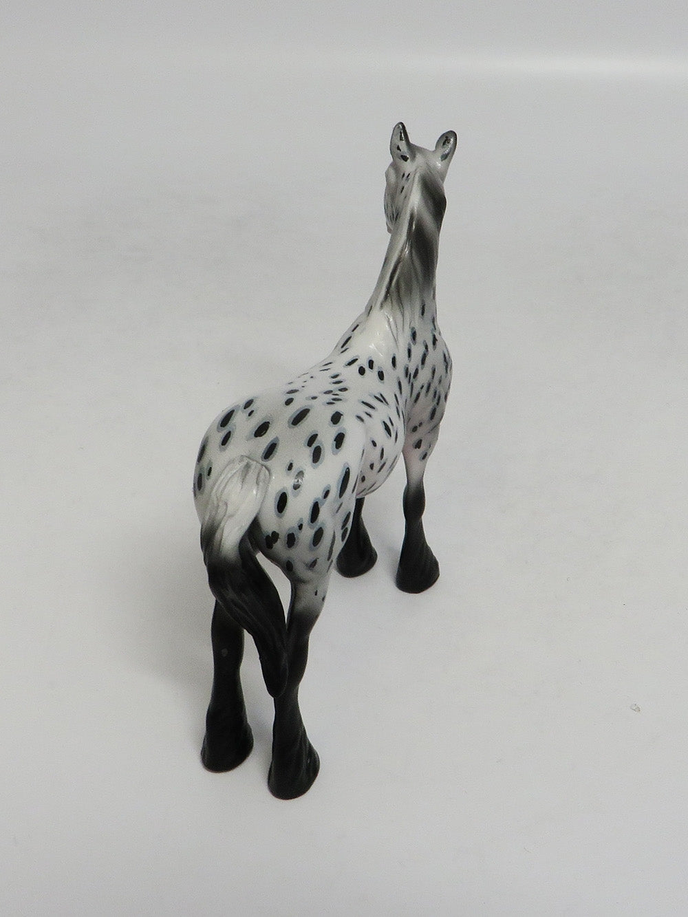 FLETCHER-00AK LOUD APPALOOSA STANDING DRAFT CHIP LHS 2018