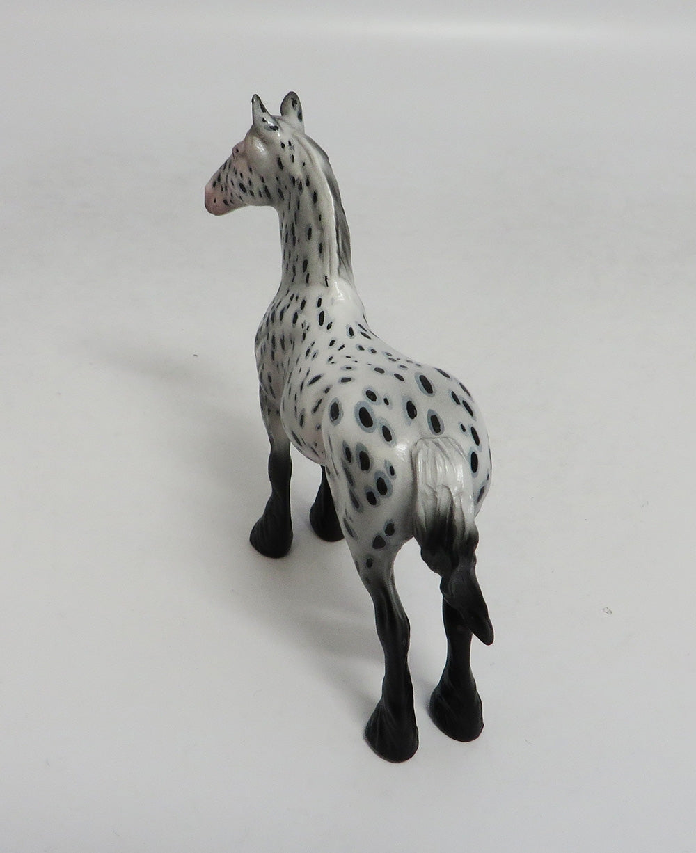 FLETCHER-00AK LOUD APPALOOSA STANDING DRAFT CHIP LHS 2018