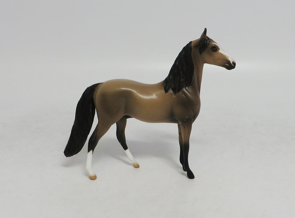 TUESDAY - OOAK SOOTY BUCKSKIN MORGAN CHIP LHS 2018