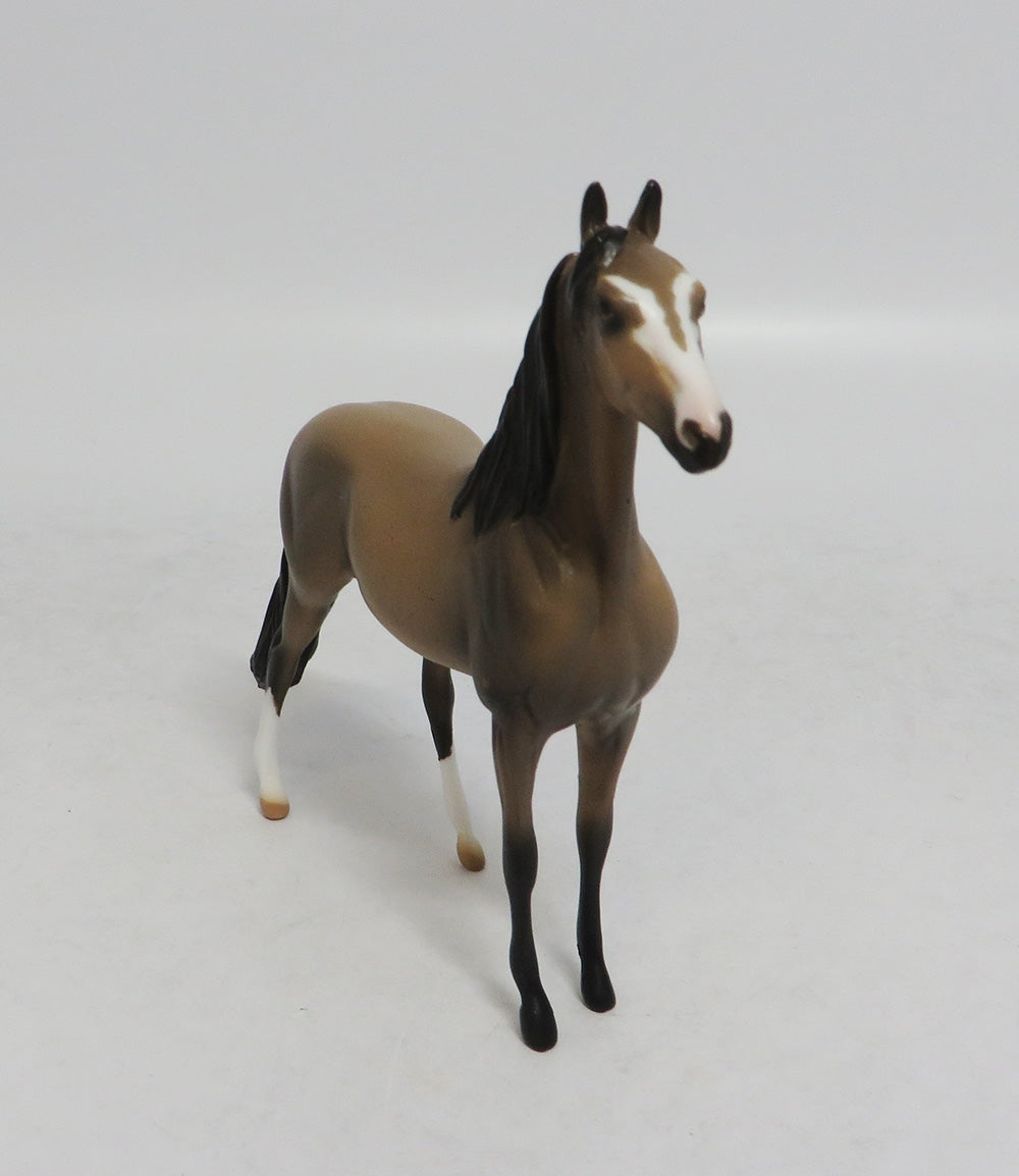 TUESDAY - OOAK SOOTY BUCKSKIN MORGAN CHIP LHS 2018