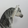 FROSTOP-OOAK DAPPLE GREY MORGAN MODEL HORSE BY SHERYL LEISURE 9/6/19