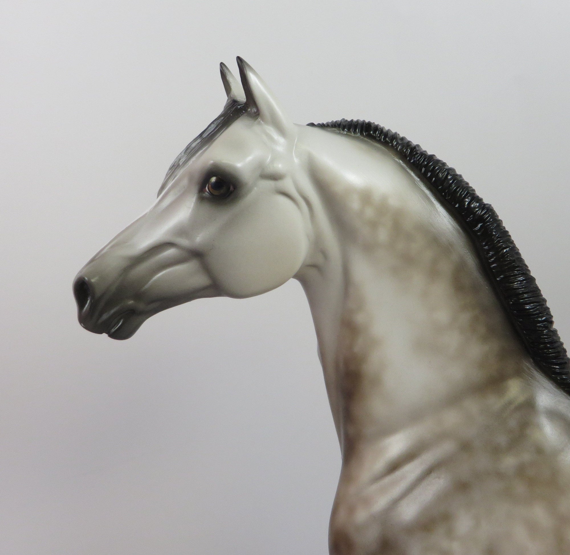 FROSTOP-OOAK DAPPLE GREY MORGAN MODEL HORSE BY SHERYL LEISURE 9/6/19