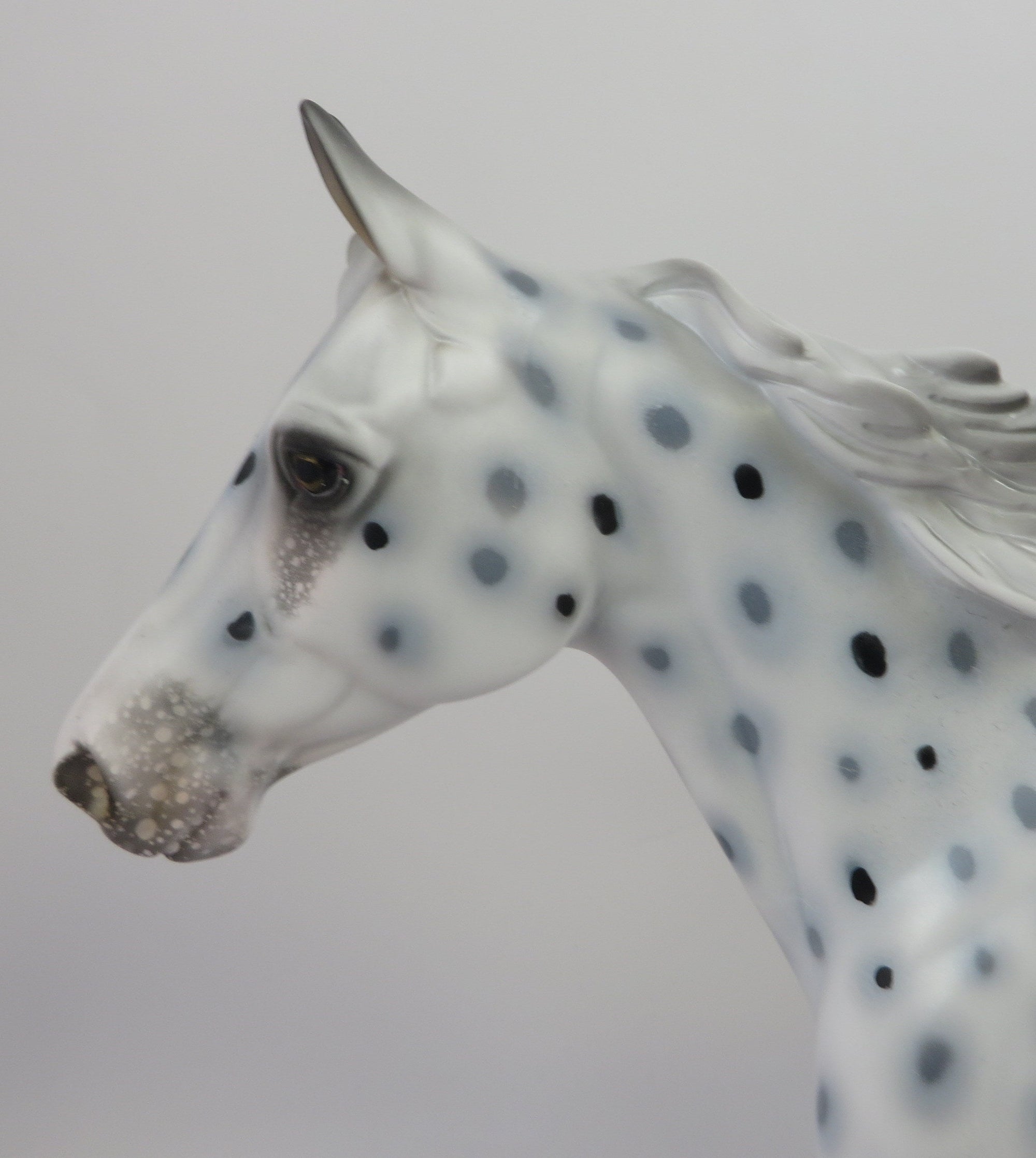 loud appaloosa