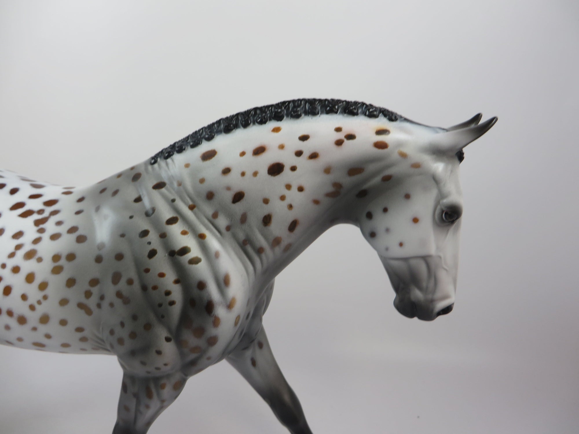COSMIC-OOAK BAY APPALOOSA IRISH DRAFT MODEL HORSE 9/6/19