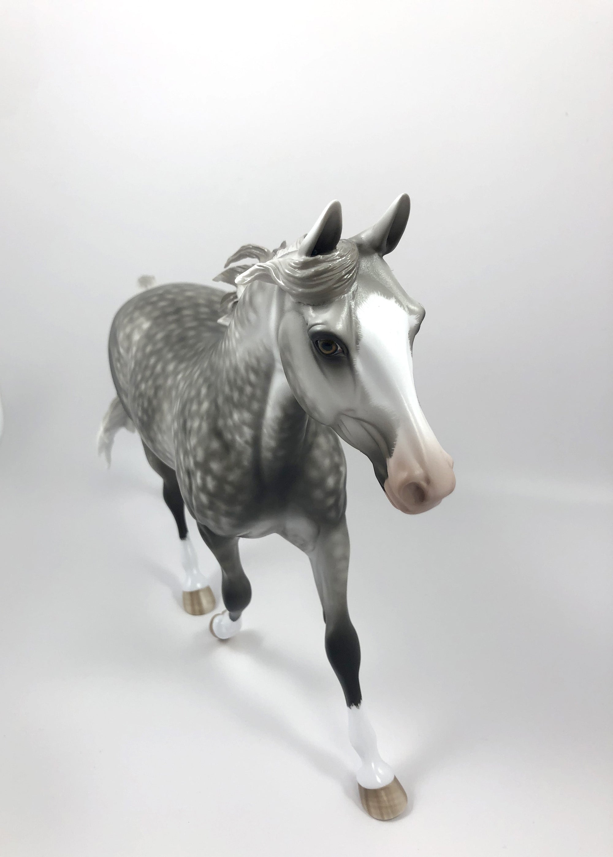 OPENING NIGHT-OOAK STAR DAPPLE PALOUSE BY SHERYL LEISURE SHCF19