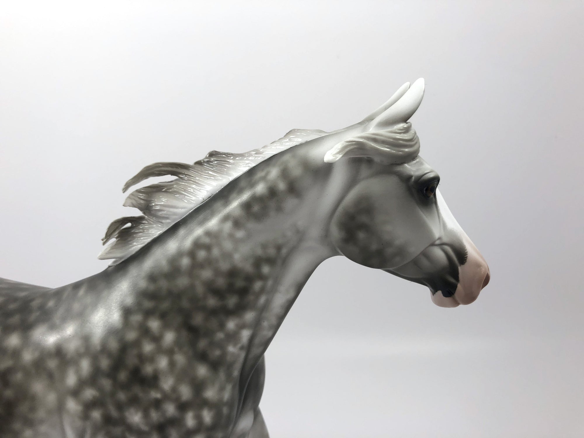 OPENING NIGHT-OOAK STAR DAPPLE PALOUSE BY SHERYL LEISURE SHCF19