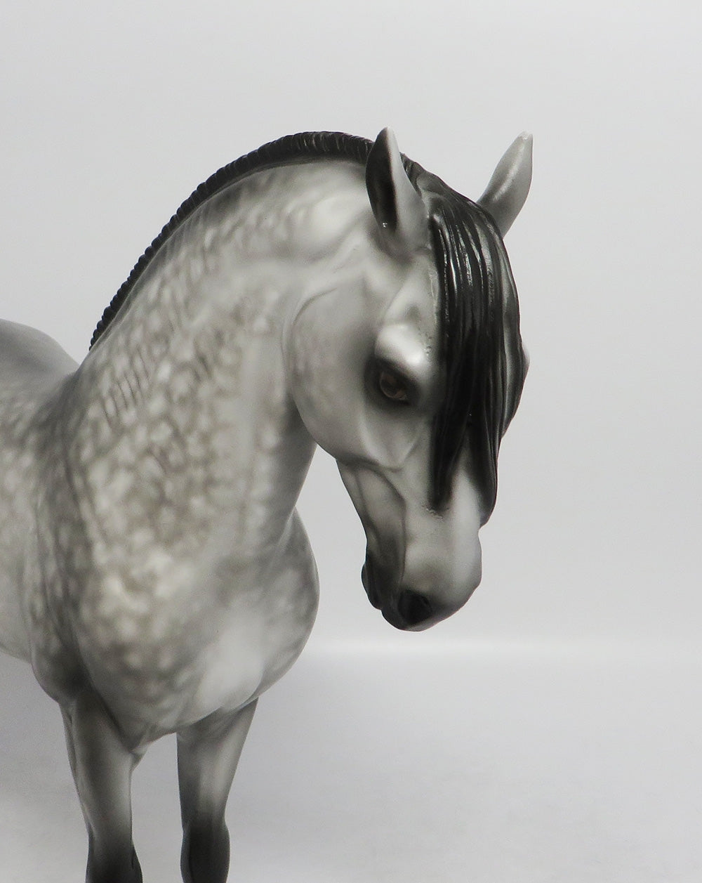 SHE SELLS SEA SHELLS-OOAK EXTREME DAPPLE GREY ANDALUSION BY SHERYL LEISURE 8/17/18