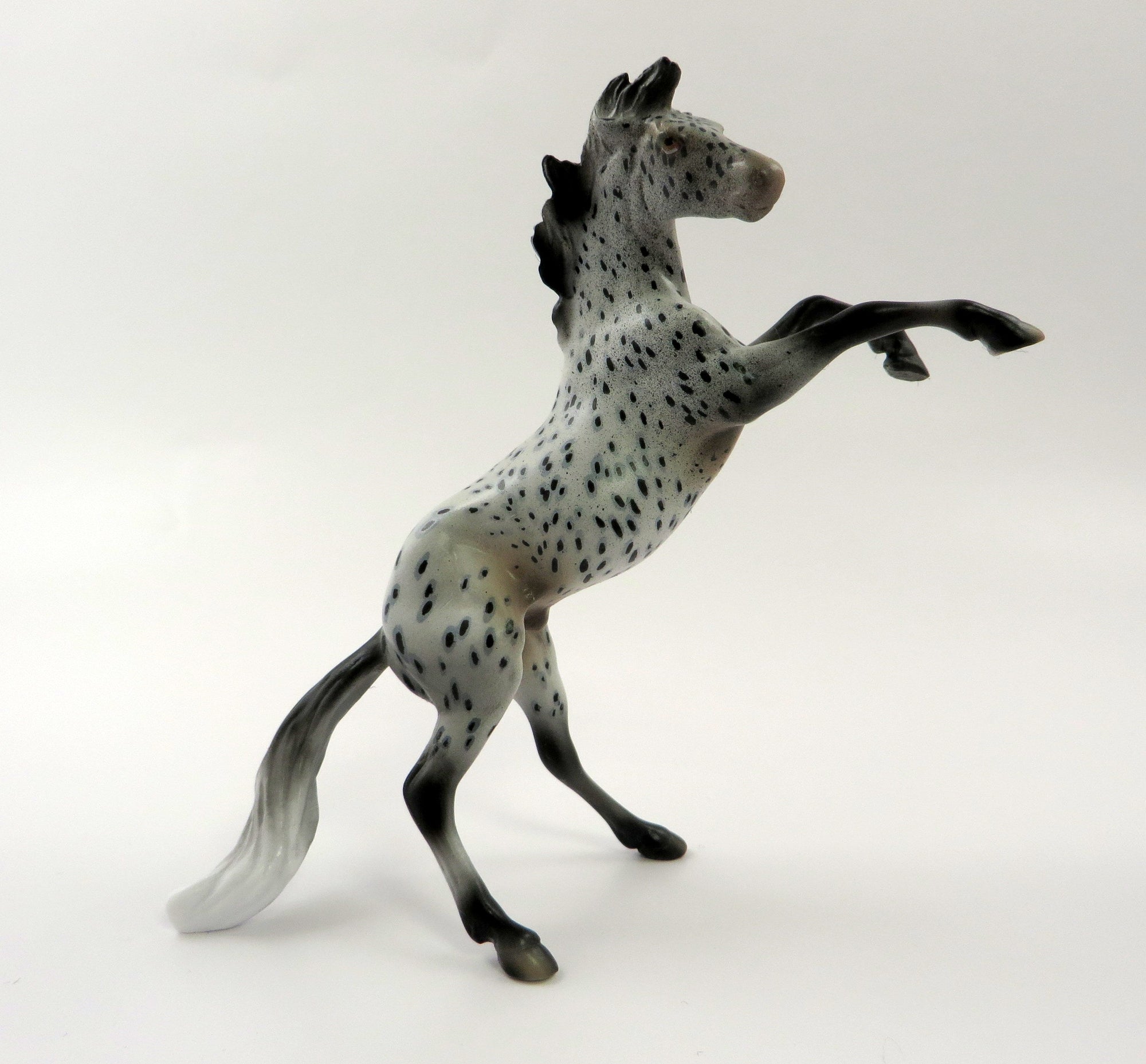 APPALOOSA