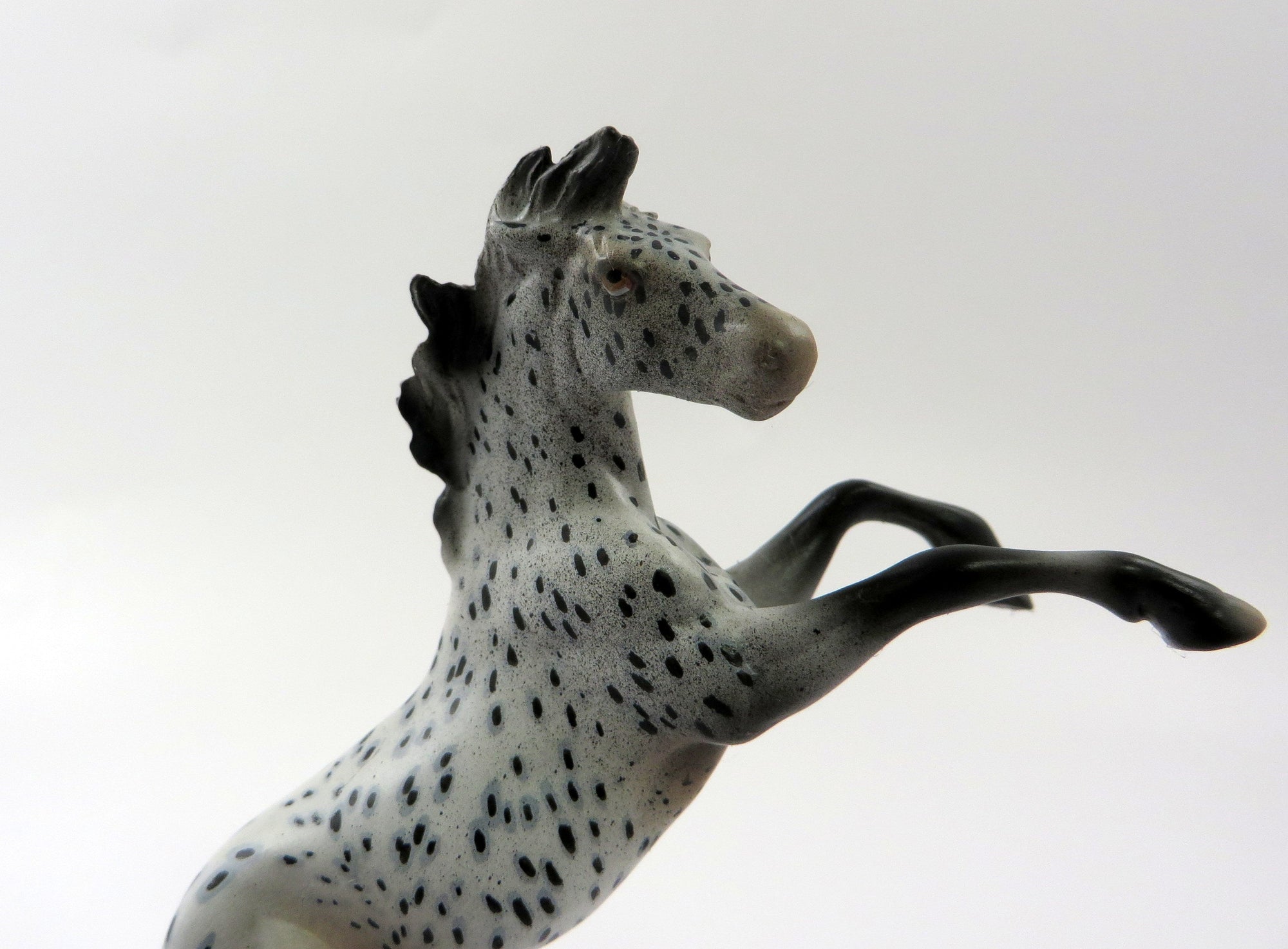 TWILIGHT&#39;S RIVER-OOAK LOUD APPALOOSA REARING CHIP 5/10/19