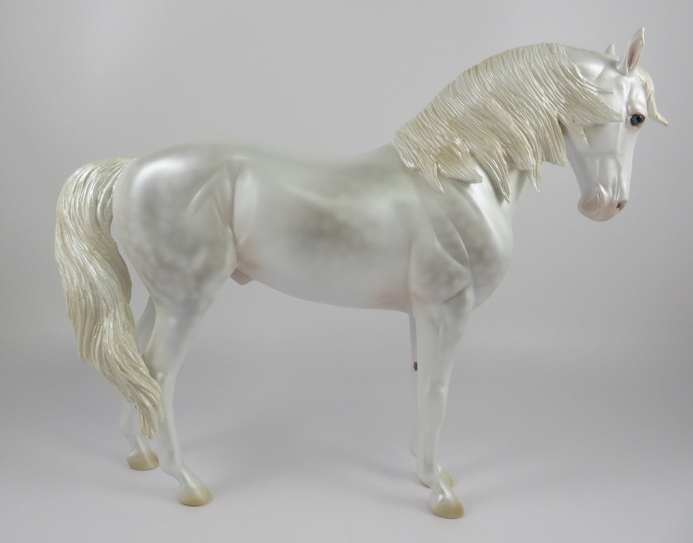 OH MY-LE-10 DAPPLE WHITE ANDALUSIAN LHS 2019