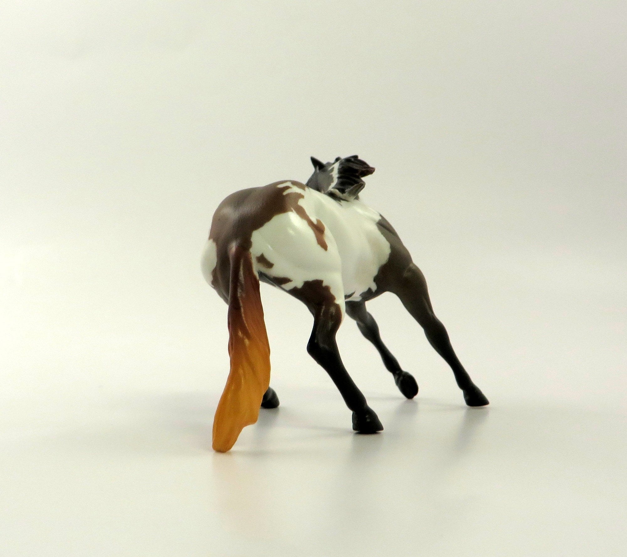 SIMON AND GARFUNKEL-OOAK BAY PINTO AND CALF CUTTER CHIP 5/10/19