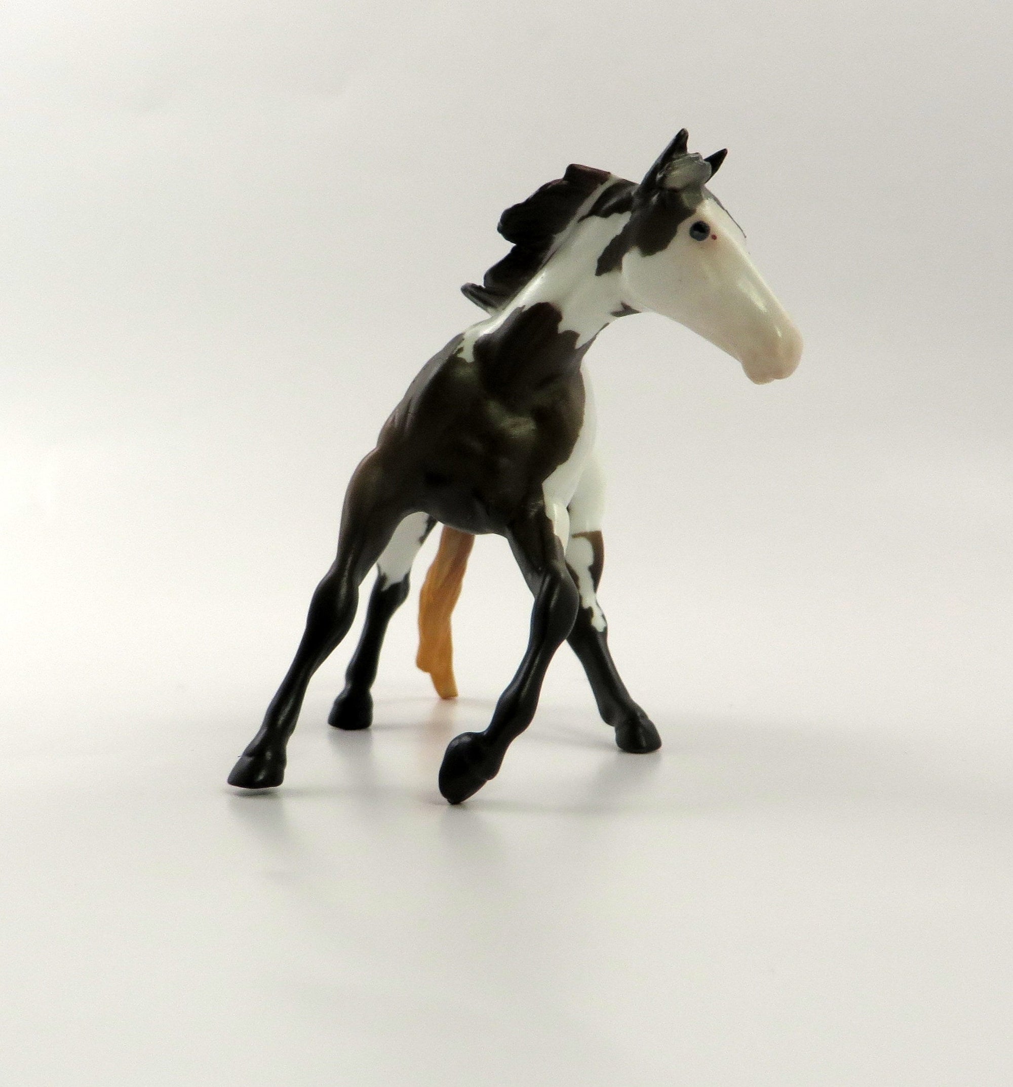 SIMON AND GARFUNKEL-OOAK BAY PINTO AND CALF CUTTER CHIP 5/10/19