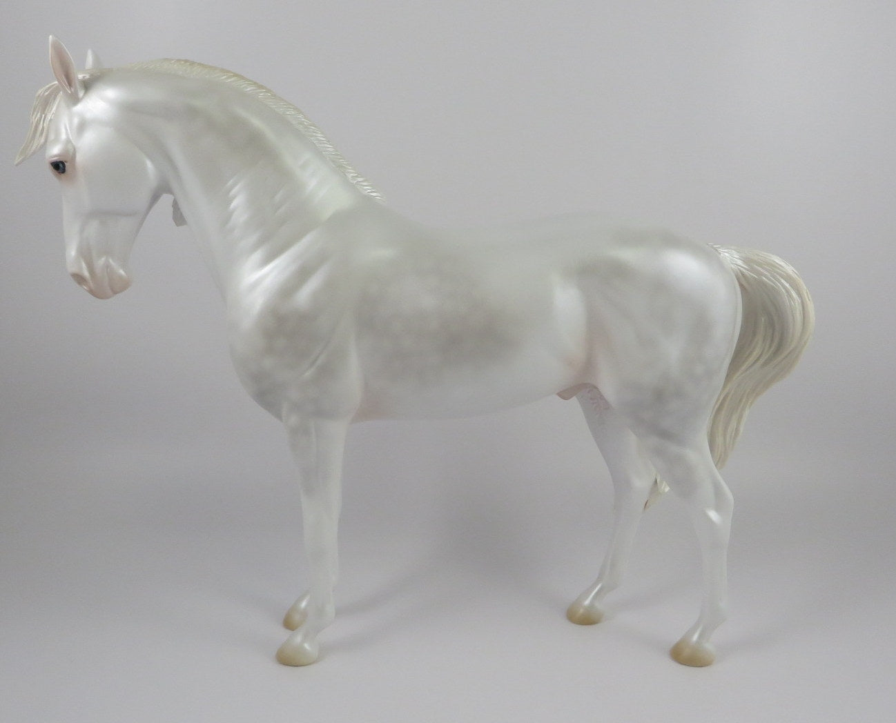 OH MY-LE-10 DAPPLE WHITE ANDALUSIAN LHS 2019