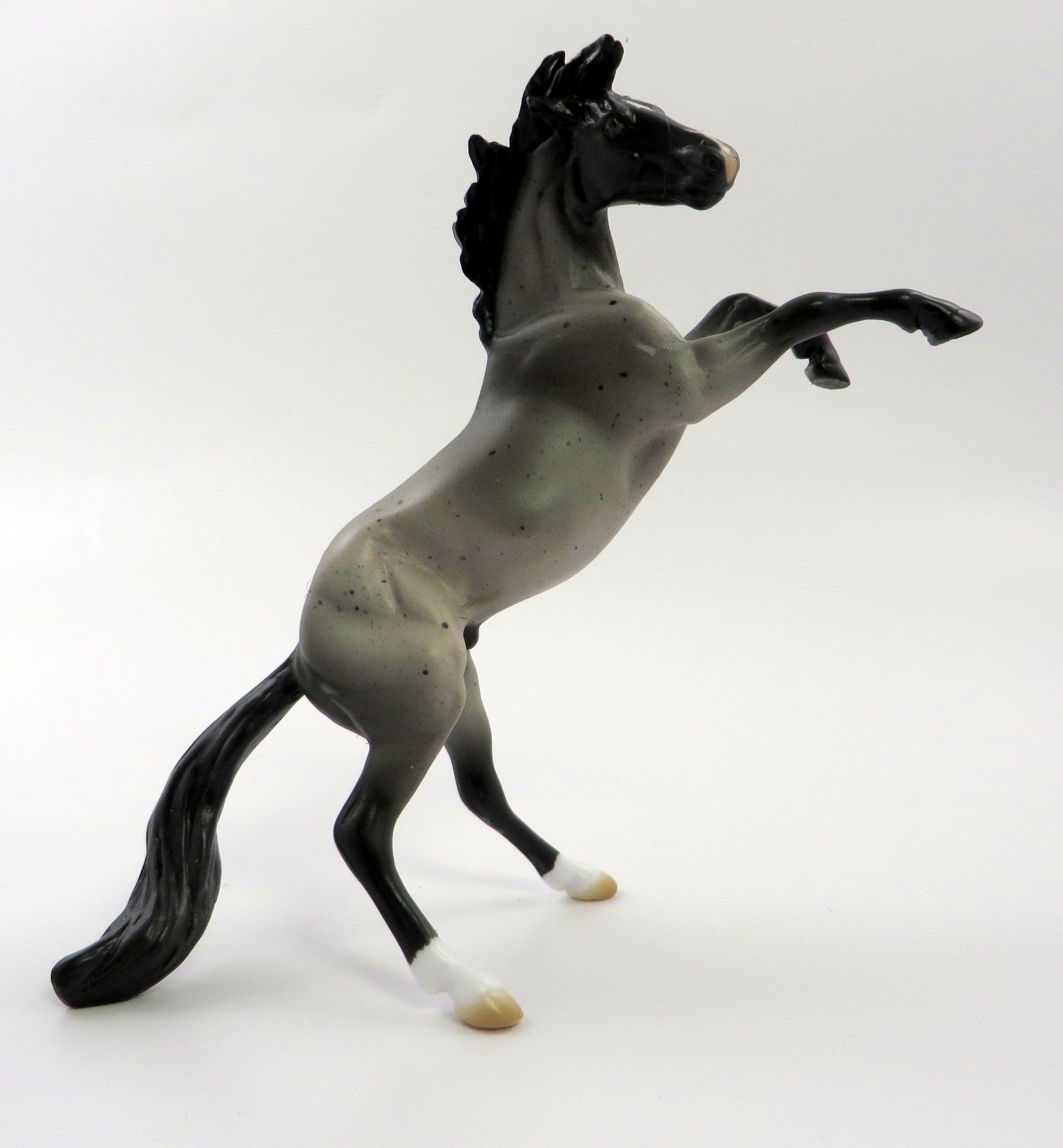 SPRING SOLO-OOAK BLUE ROAN REARING CHIP BY AUDREY DIXON 5/10/19