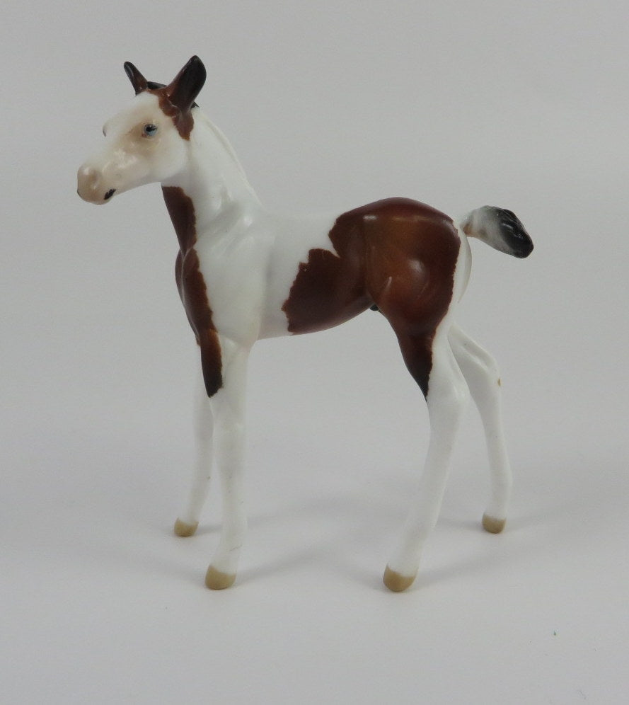 TOM THUMB-LE-10 PINTO FOAL CHIP LHS 2019