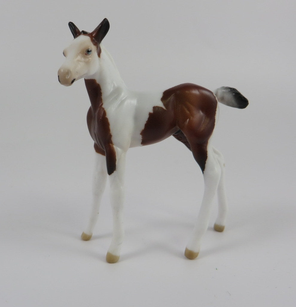 TOM THUMB-LE-10 PINTO FOAL CHIP LHS 2019