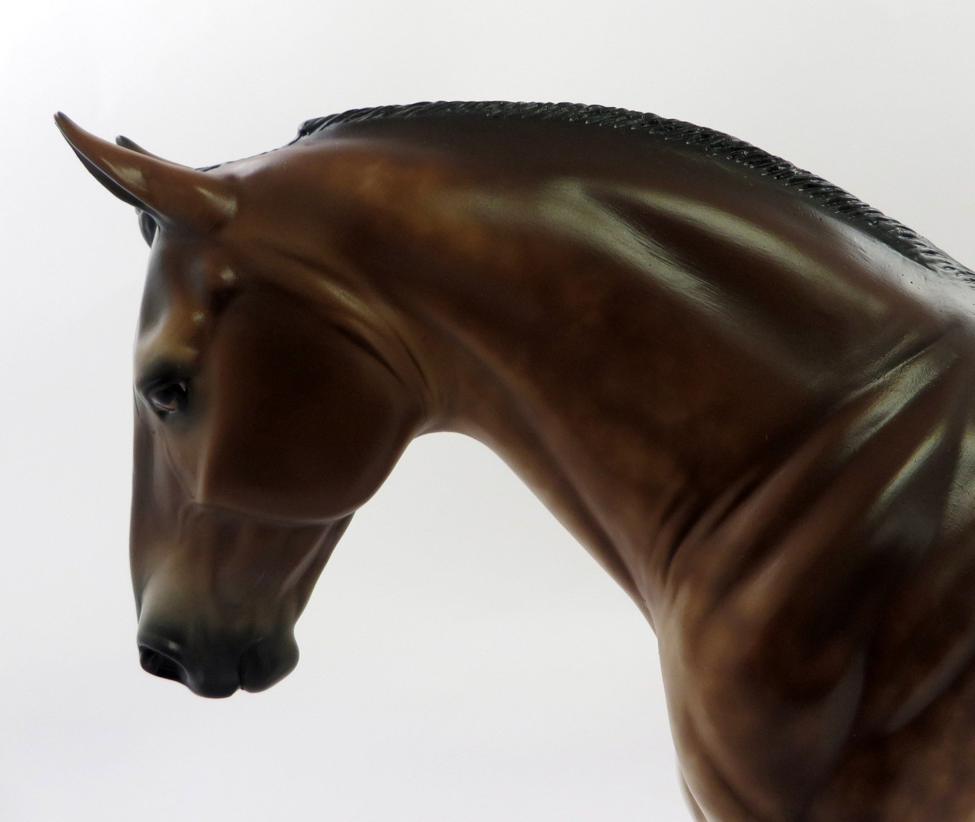 DONUT PARTY-OOAK MEALY STAR DAPPLE BAY IRISH DRAFT BY SHERYL LEISURE SHCF 19