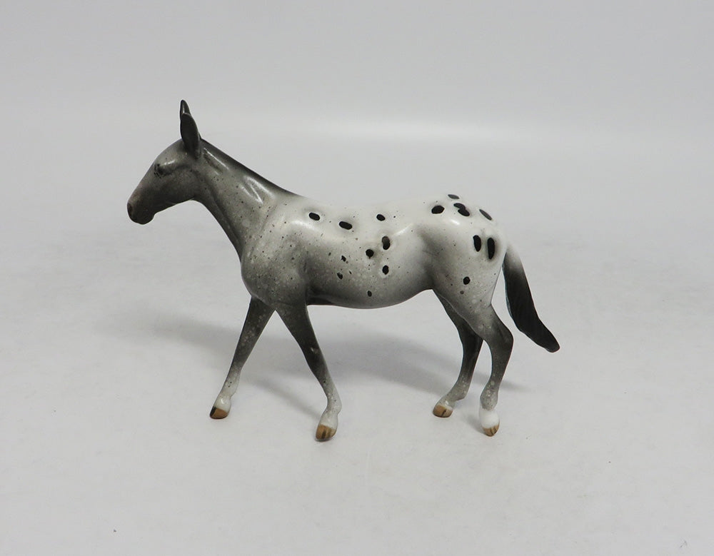 Appaloosa Mule