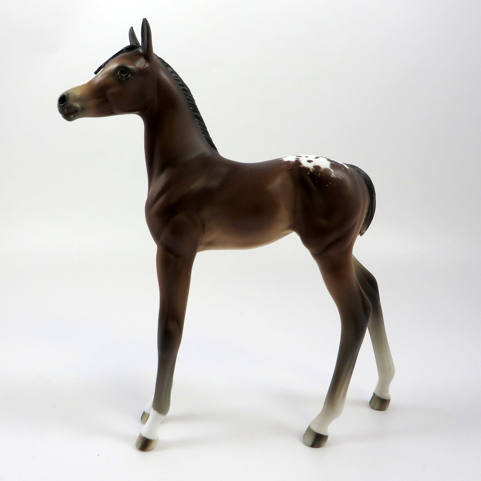 WOOT -OOAK- BAY APPALOOSA ARABIAN FOAL BY SHERYL LEISURE 5/17/19