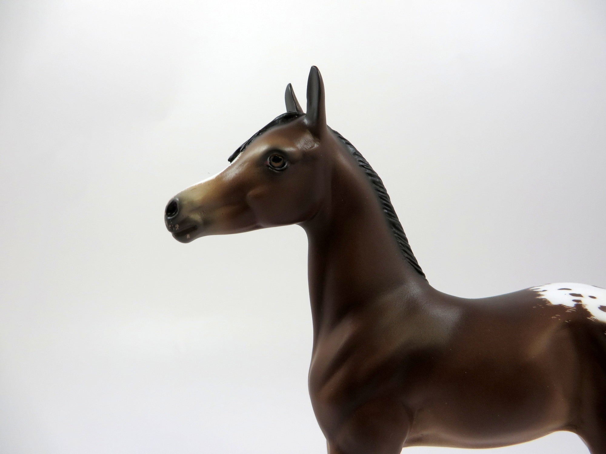 WOOT -OOAK- BAY APPALOOSA ARABIAN FOAL BY SHERYL LEISURE 5/17/19