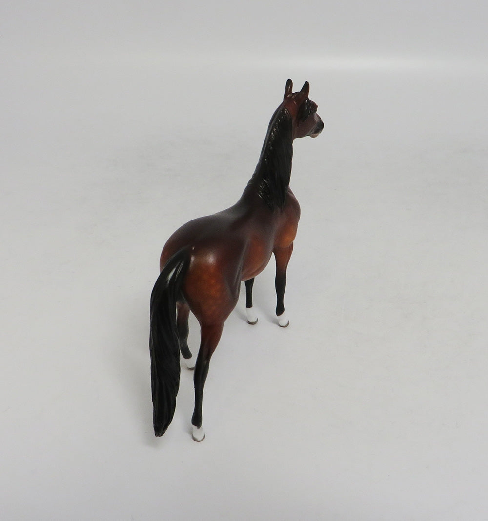 HONKEY DOREY-OOAK DAPPLE BAY MORGAN CHIP BY SHERYL LEISURE 10/12/18